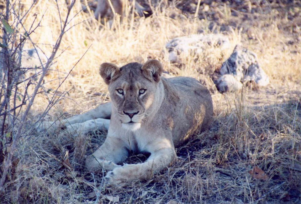 The Lions of Serengeti…
