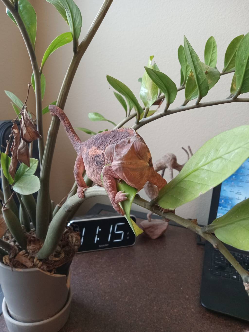 Counting Steps – The Chameleon&nbsp;Way…