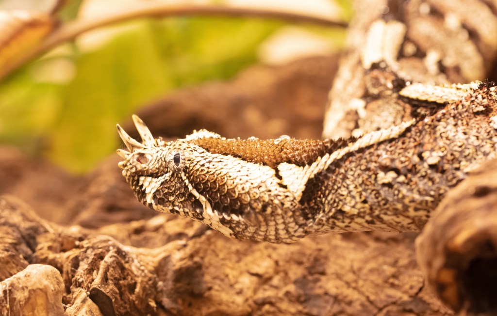 Snakes in the Garden…The Nature Train Rolls&nbsp;On…