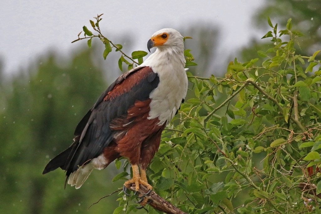 The Africa Fish Eagle: Voice of the Rivers, Spirit of the Wild