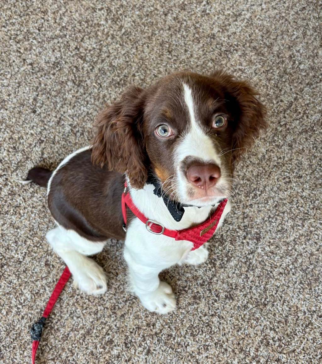 Spare Change Thoughts, And A Puppy&nbsp;Picture…