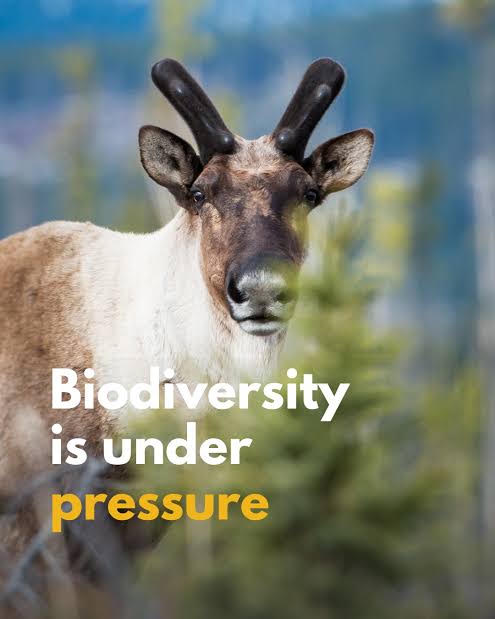 Biodiversity Under Pressure: Why Nature’s Safety Net Is&nbsp;Fraying.